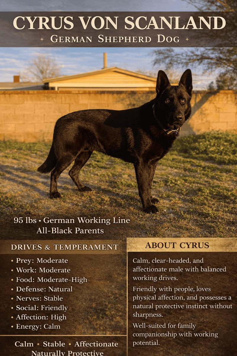 AKC German Sheperd Puppies Expecting in March image 3