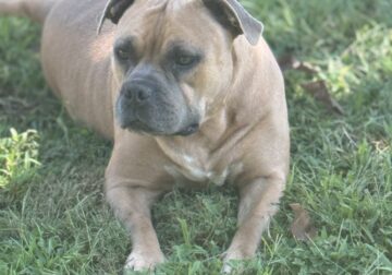 Female American ABKC