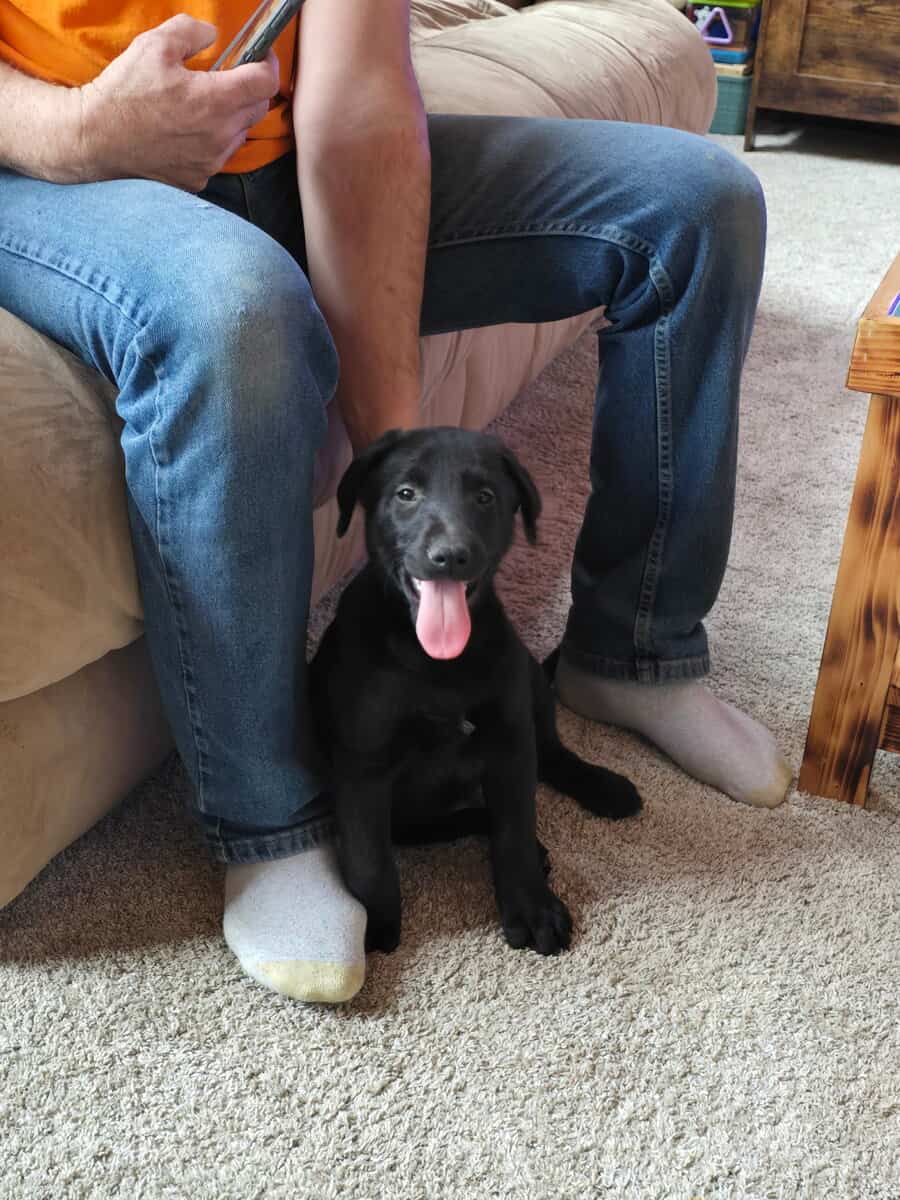 Lab pup image 1