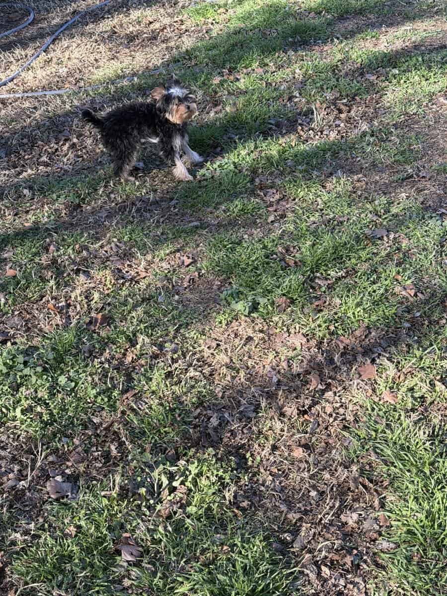 Yorkie puppy image 12