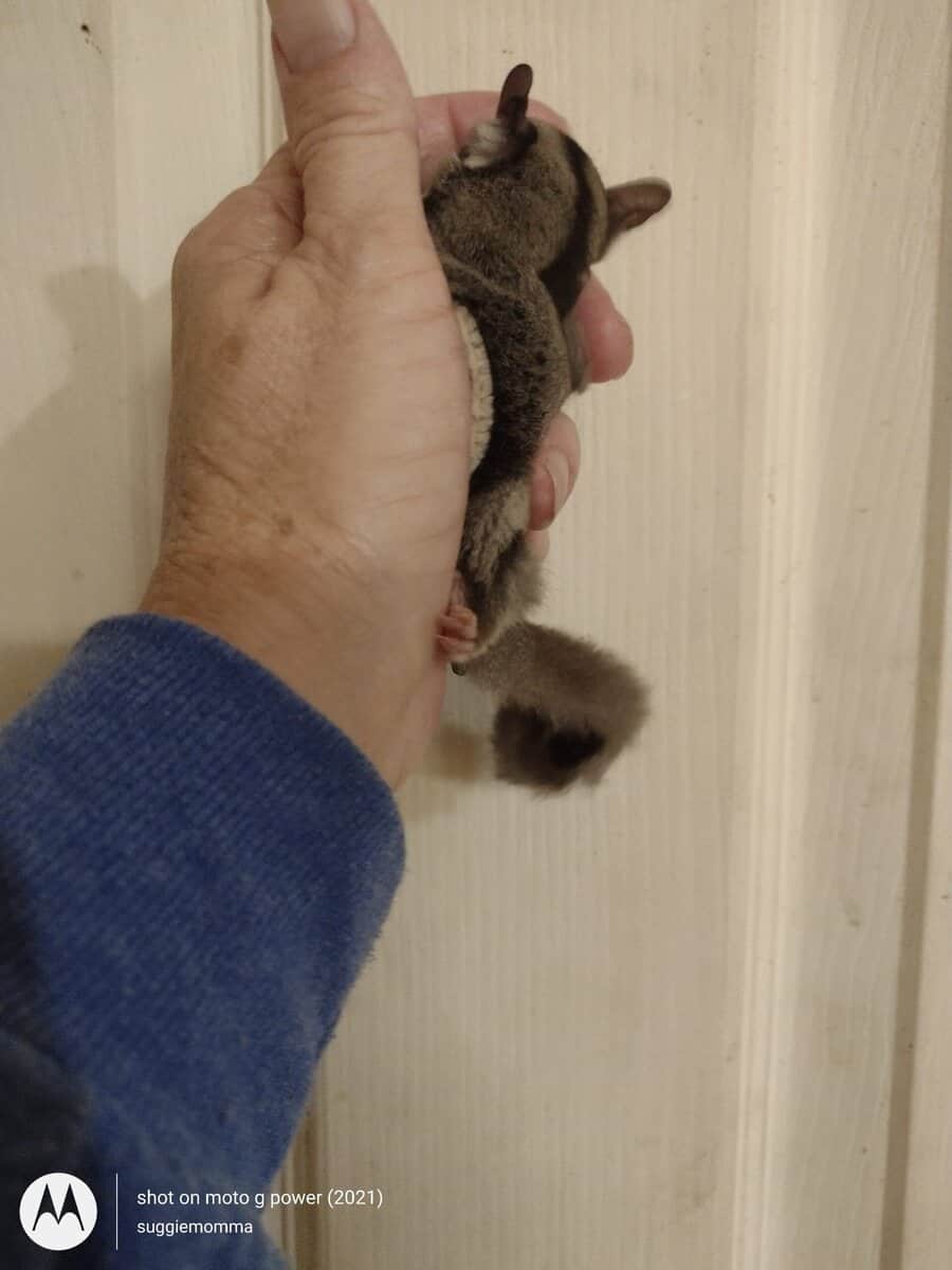 Sugar glider baby girl with lineage image 8