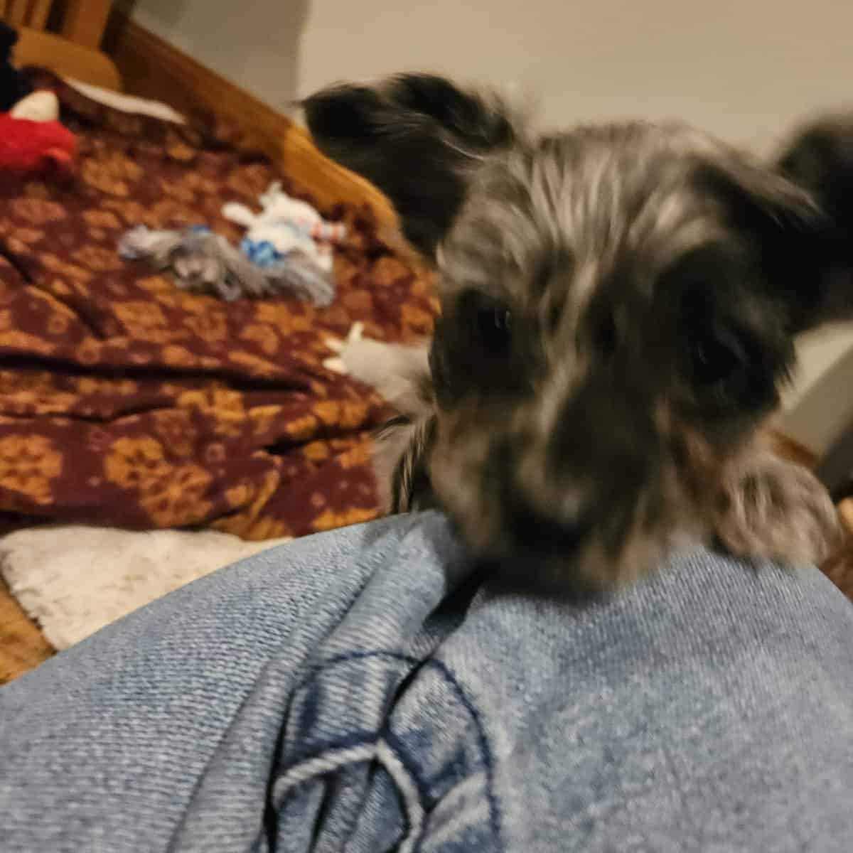 Yorkipoo female puppy image 2
