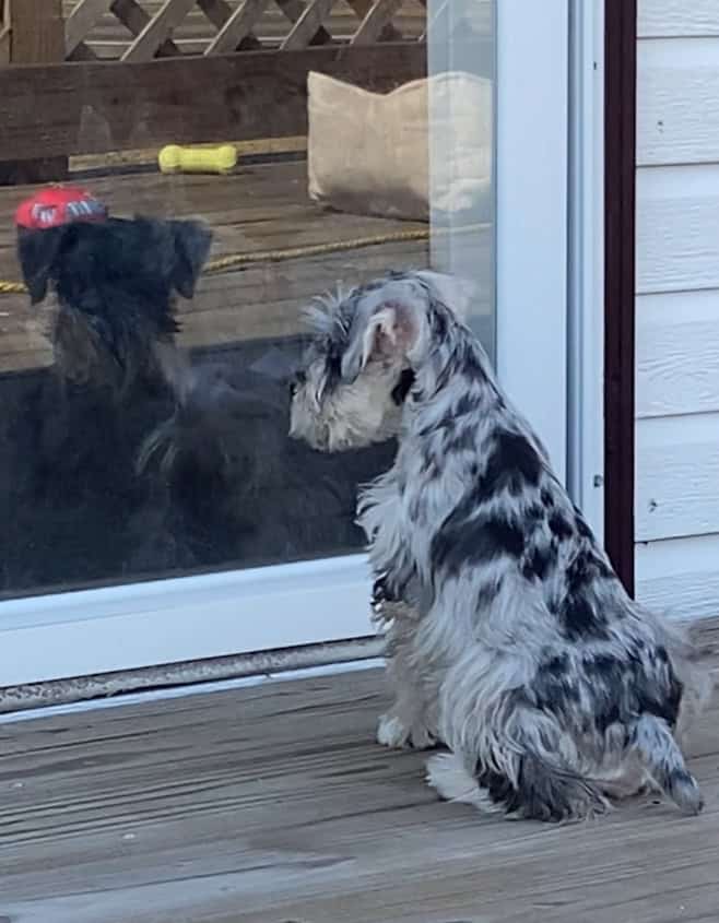 Mini Schnauzers image 4