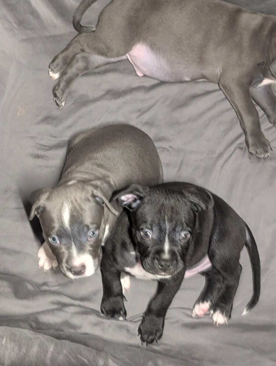 American Pitbull Terrier Puppies image 2