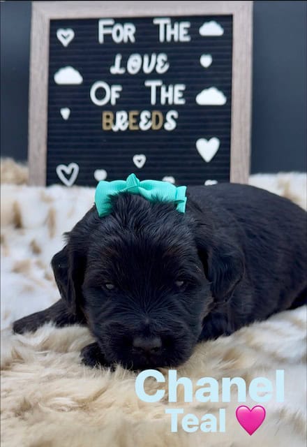 Goldendoodles image 7