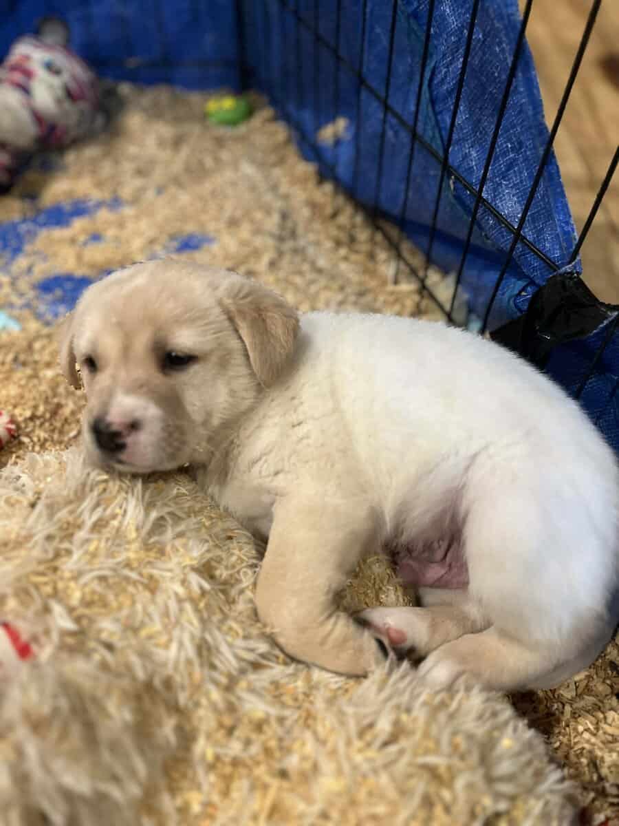 Lab husky mixs? image 5