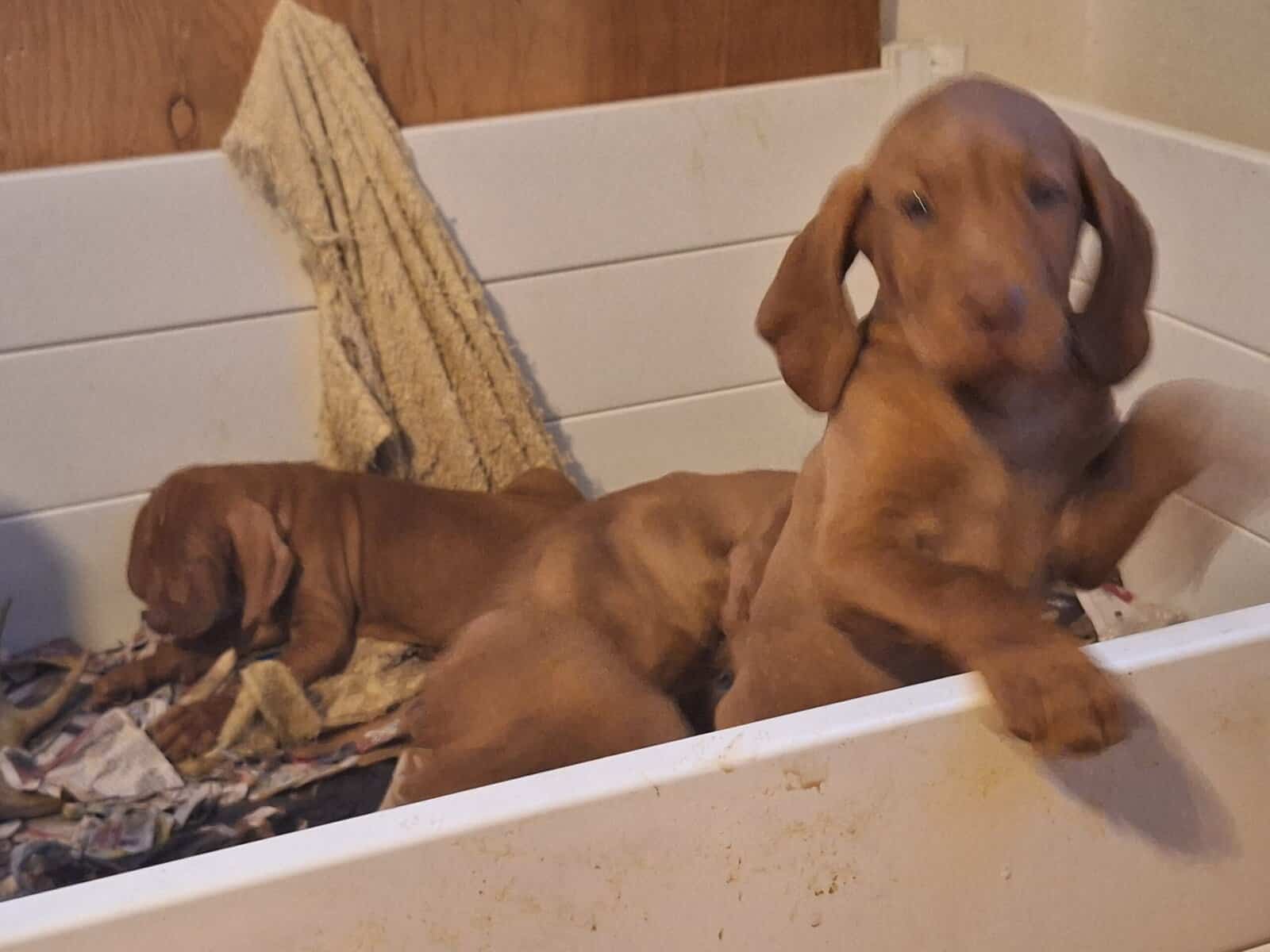 Vizsla image 2