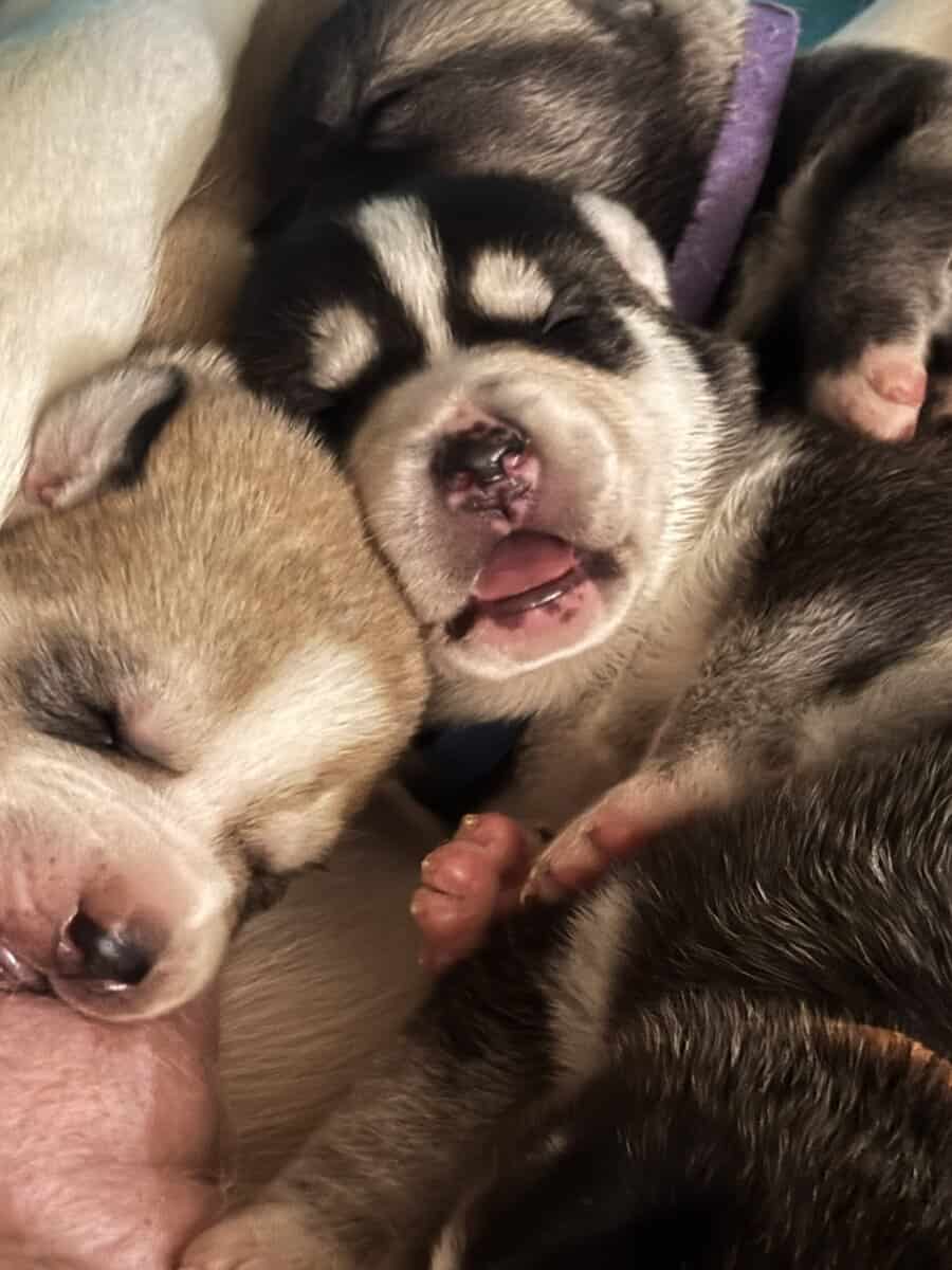 Alaskan Husky puppies image 2