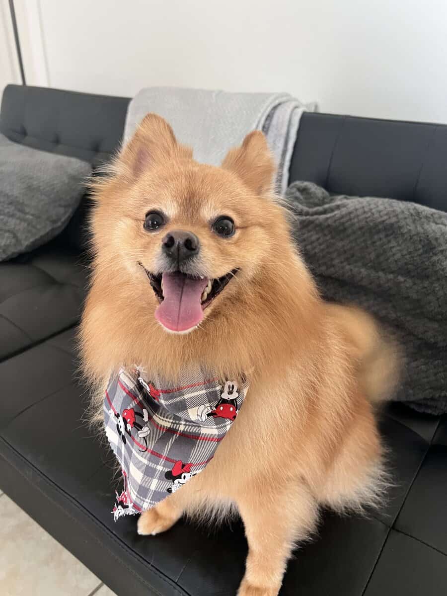 Rehoming Pomeranian image 3