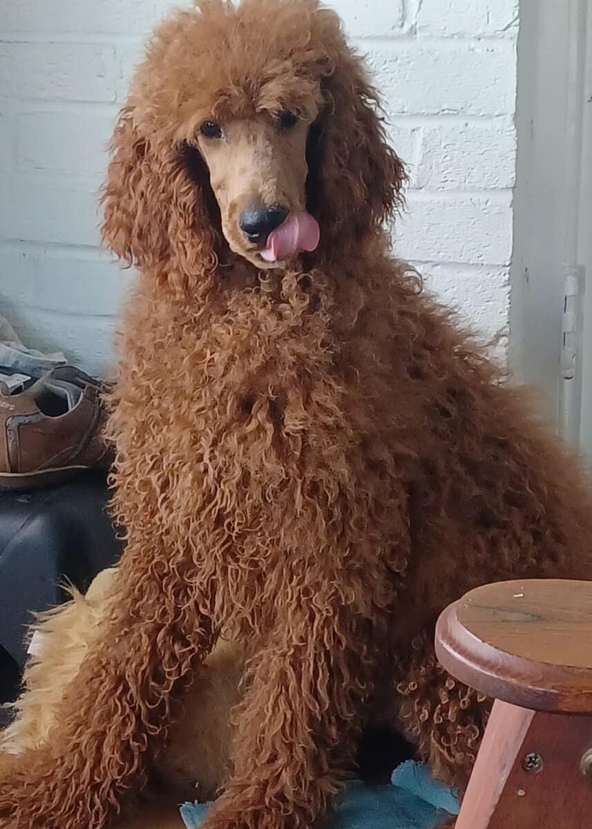 Red Standard Poodles pups for sale image 2