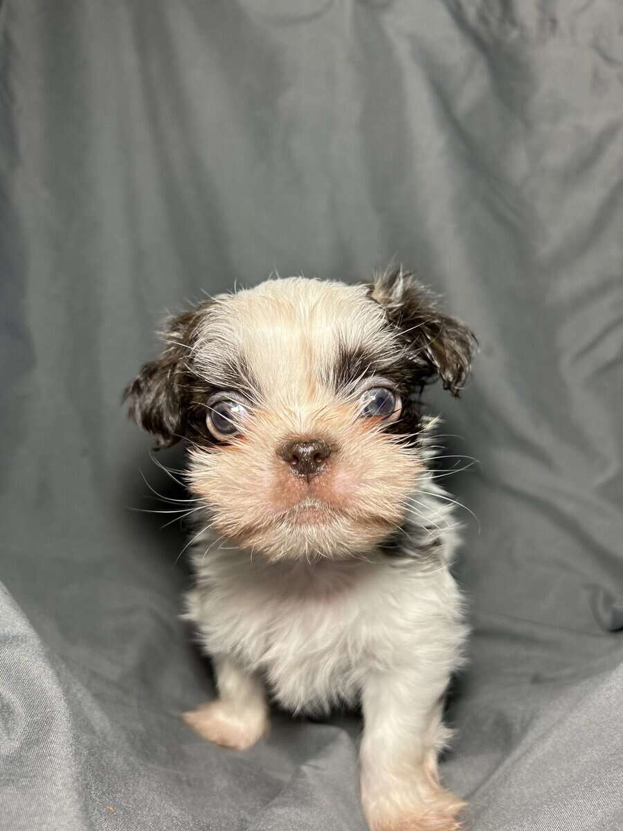 Mochi image 1