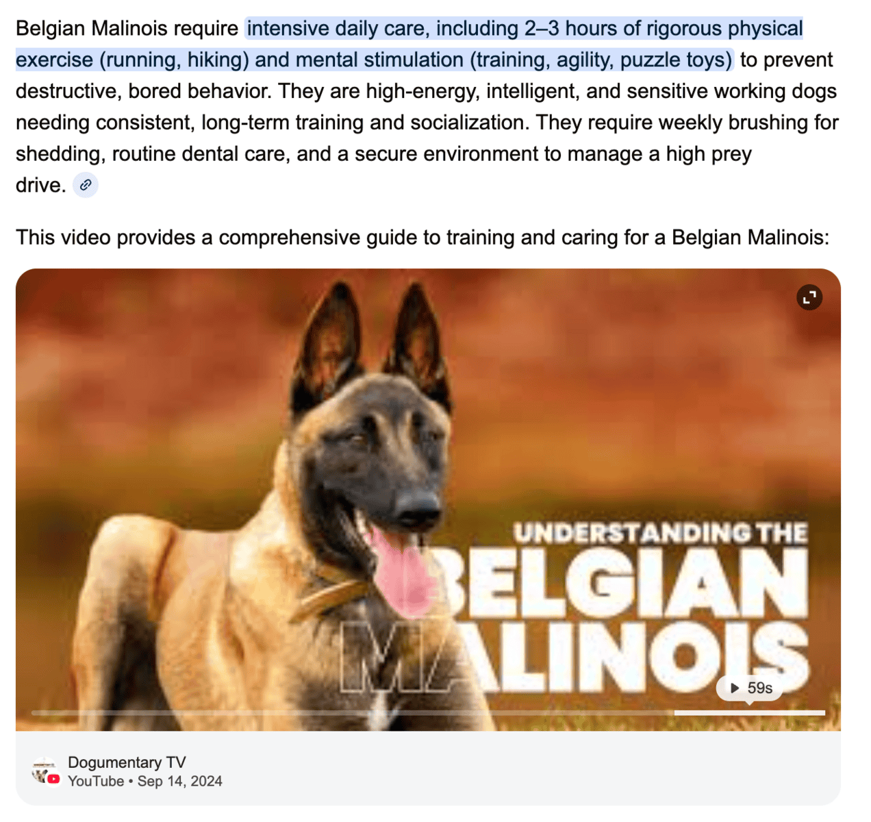 Belgian Malinois for Sale image 5