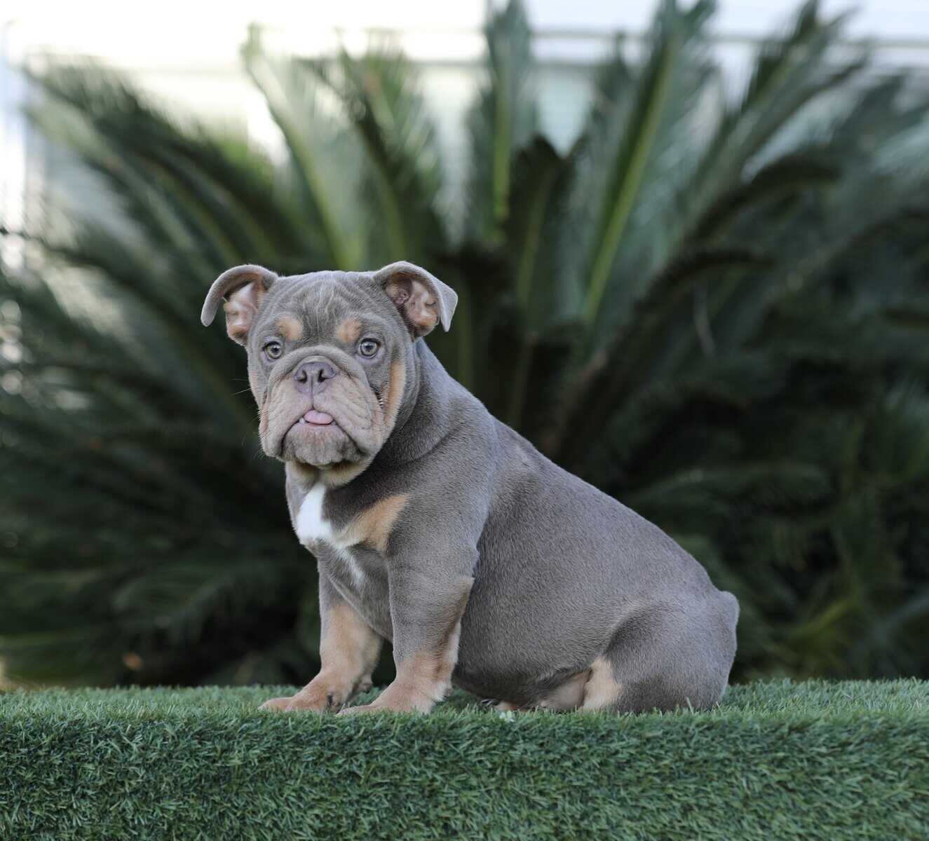 English Bulldog image 5