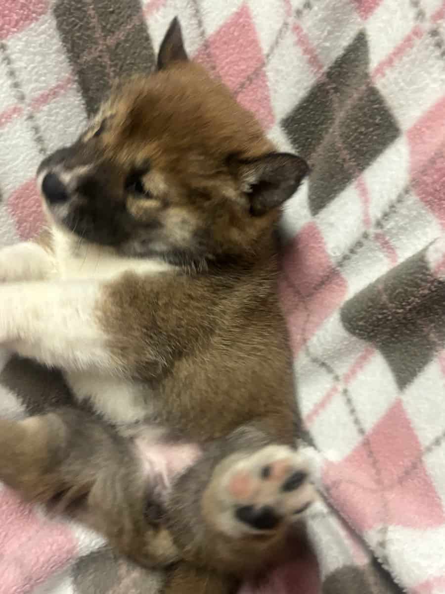 Bella image 4