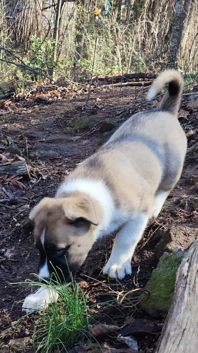 Three husky puppies 1m, 2f image 3