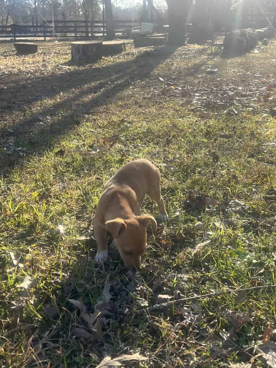 Chihuahua/dachsund image 10