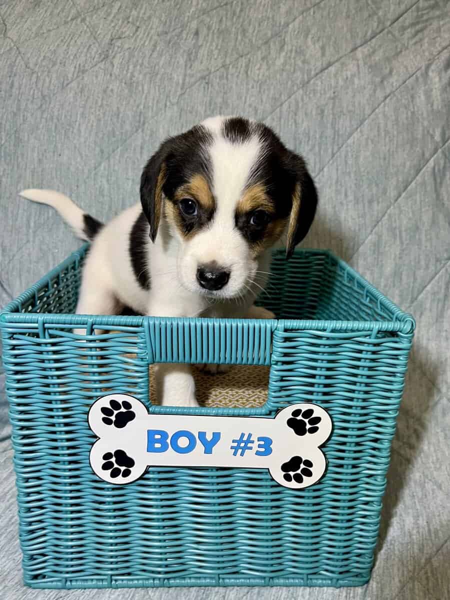 8wk old Beagle Mix puppies image 5