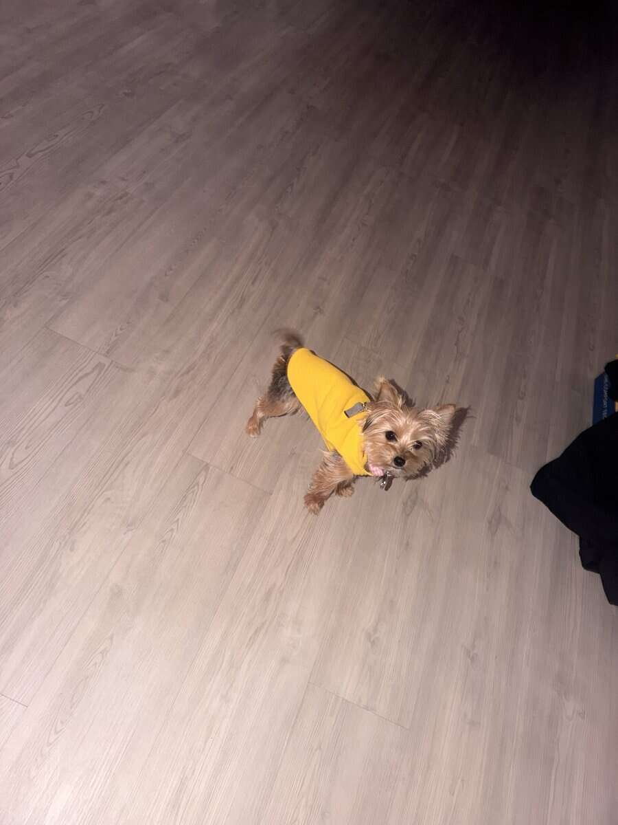 Teacup Yorkie (f/6 months old) image 4