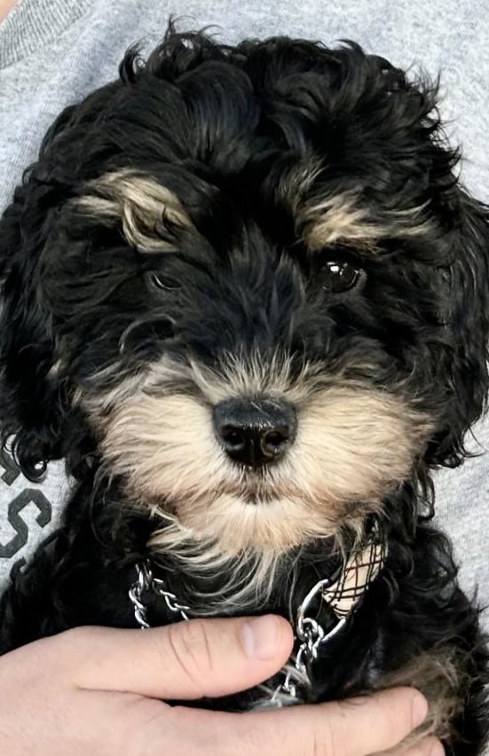 Hypoallergenic poodle mix GIRL image 3