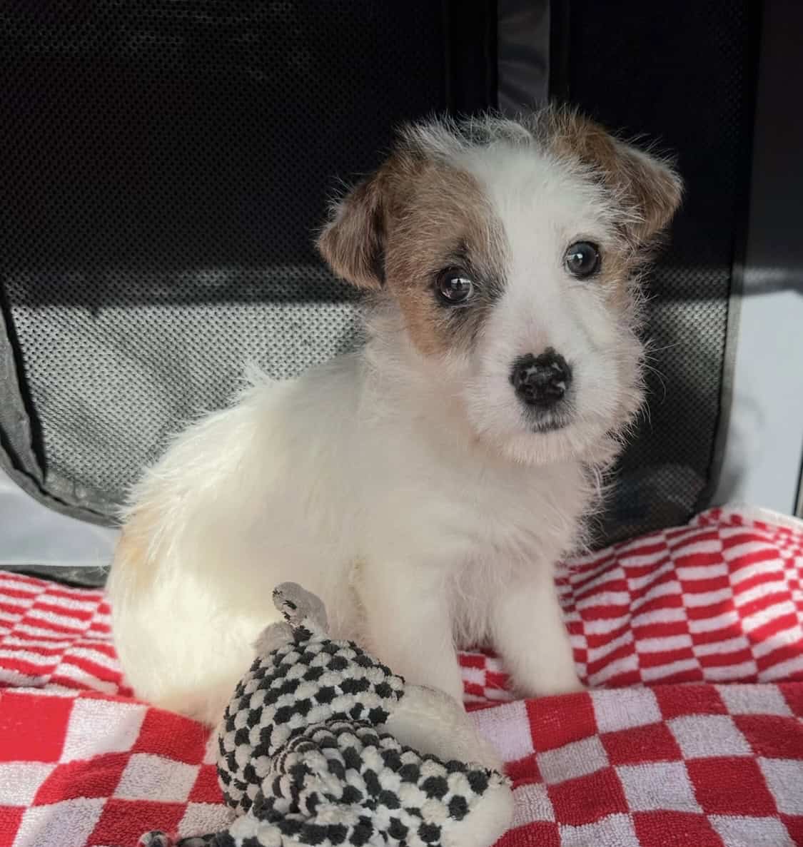 Jack Russell Terrier mixed pups image 1
