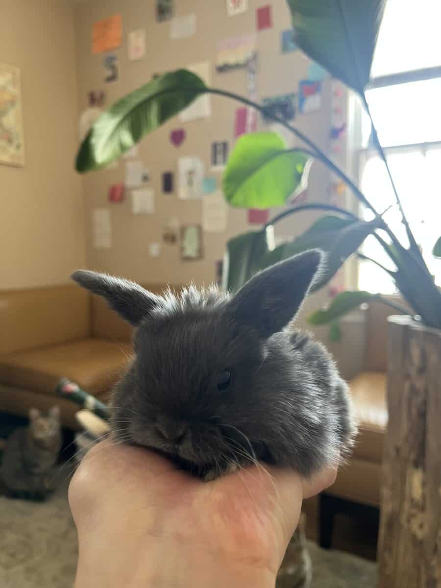 Juvenile holland lop image 1