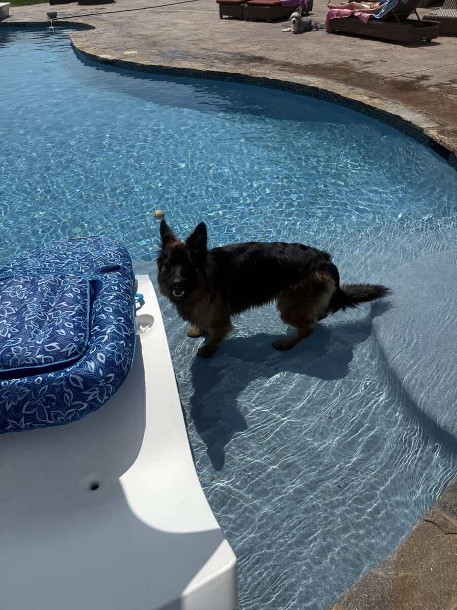 Purebred Champion German Shepherd image 7