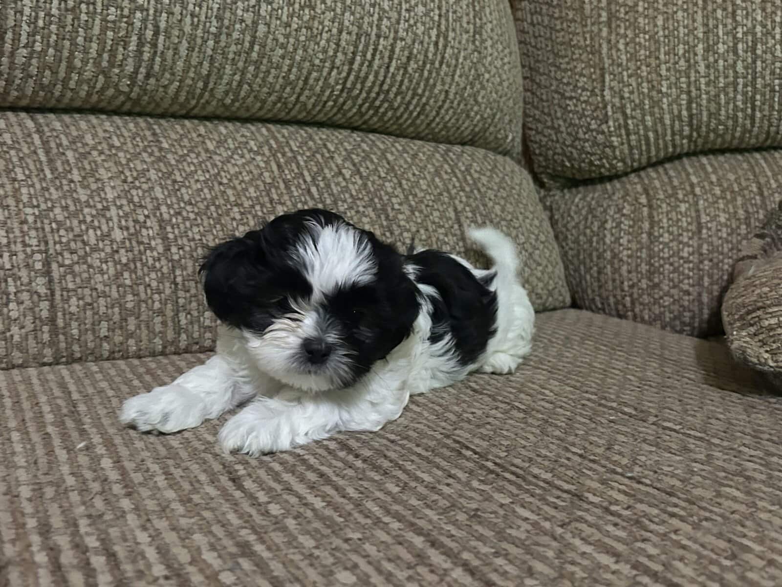 Shitzu puppies image 1