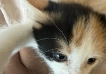 Tricolor baby kitten