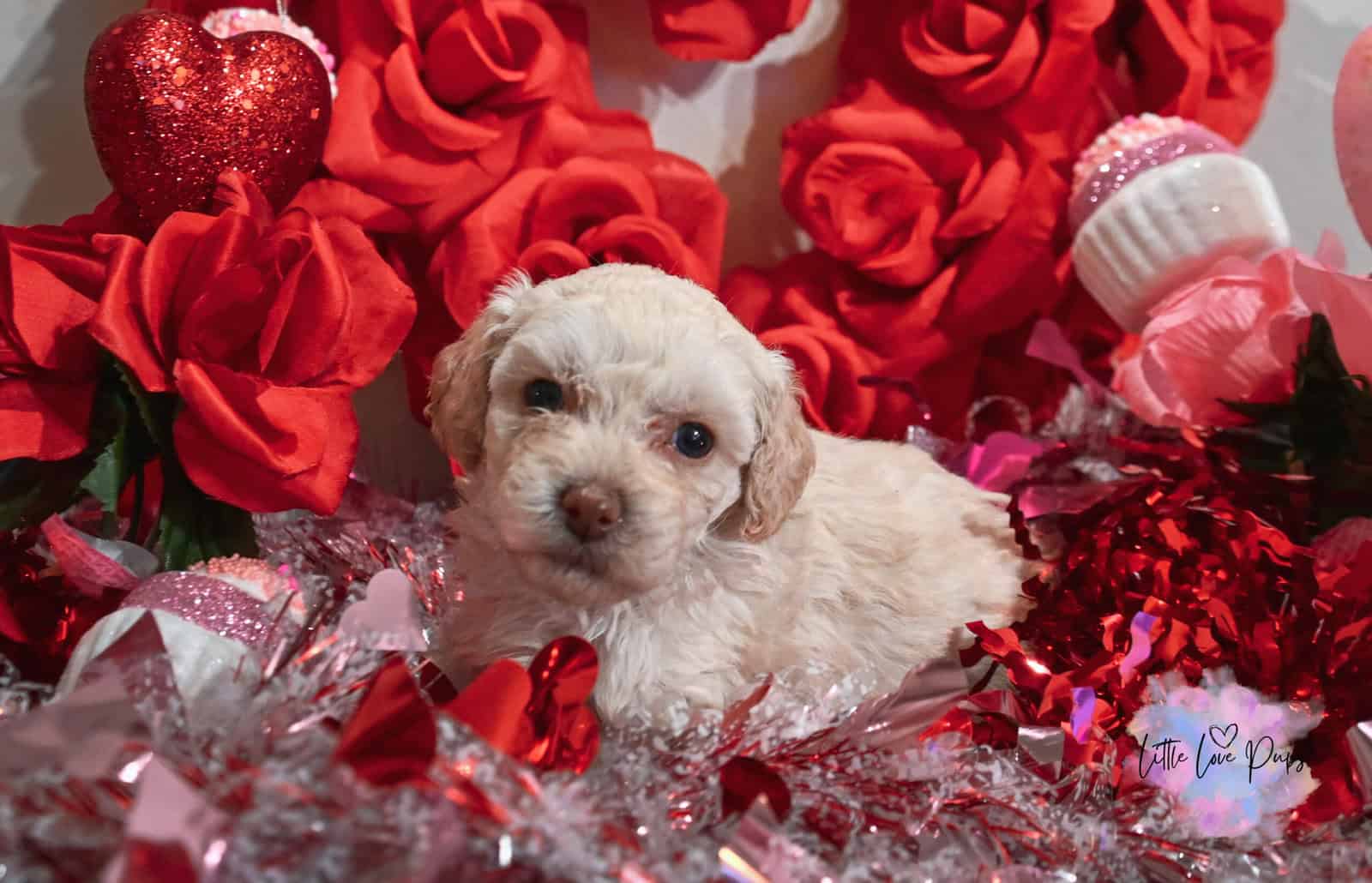 Toy Poodles image 7