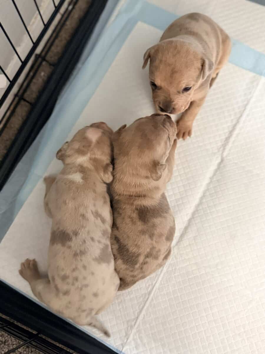 Exotic APB x XL Bully Puppies image 10