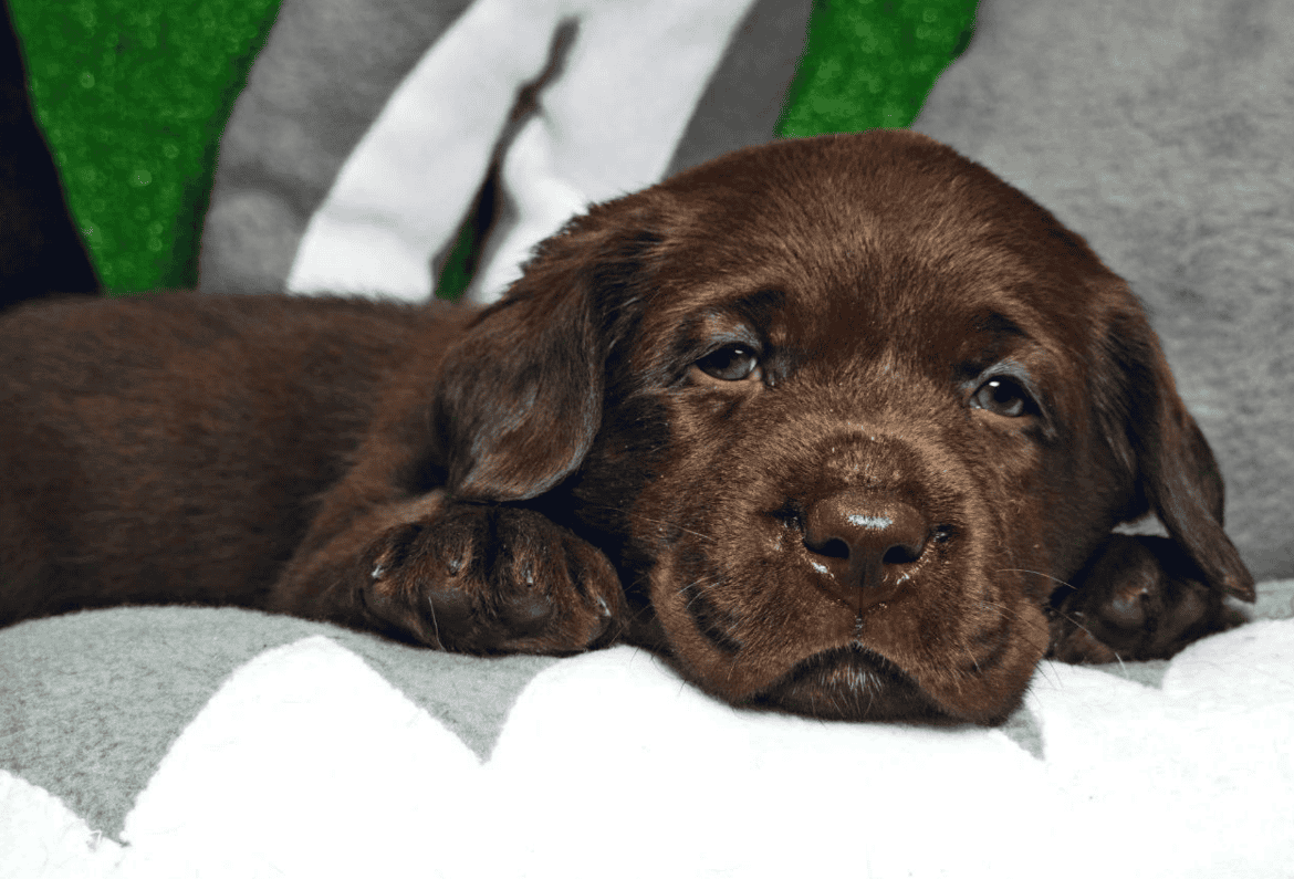 Beautiful Labrador Retriever wants youuuuuuuuuuuu image 4