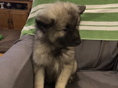 Keeshond puppy Male