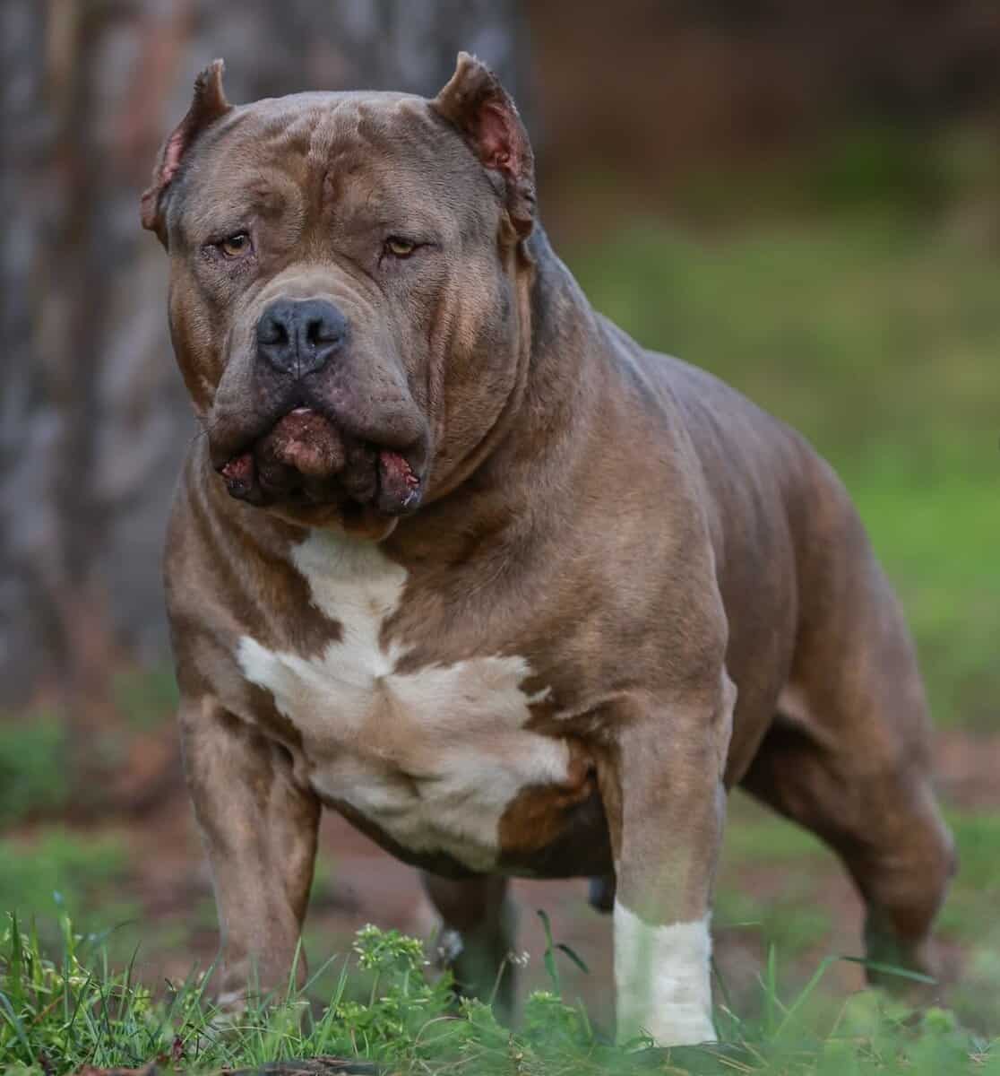 Standard brindle male bully open for stud image 1