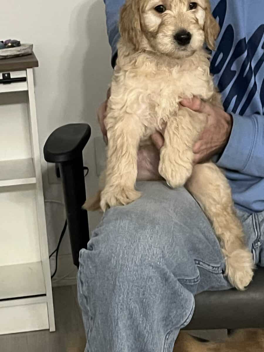 4 golden doodle puppies image 12
