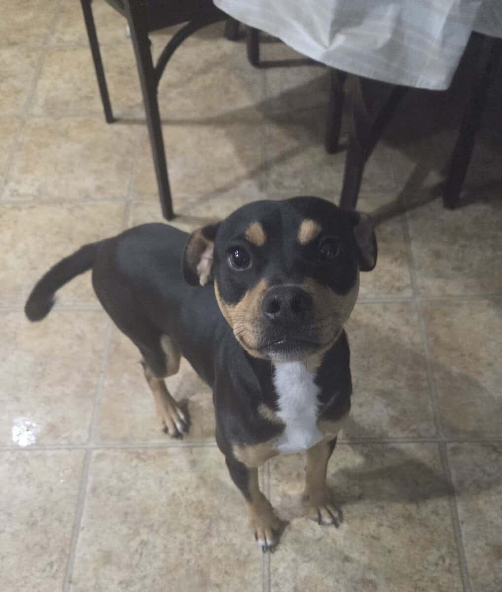 Rehoming Our Terrier Mix Dog image 1