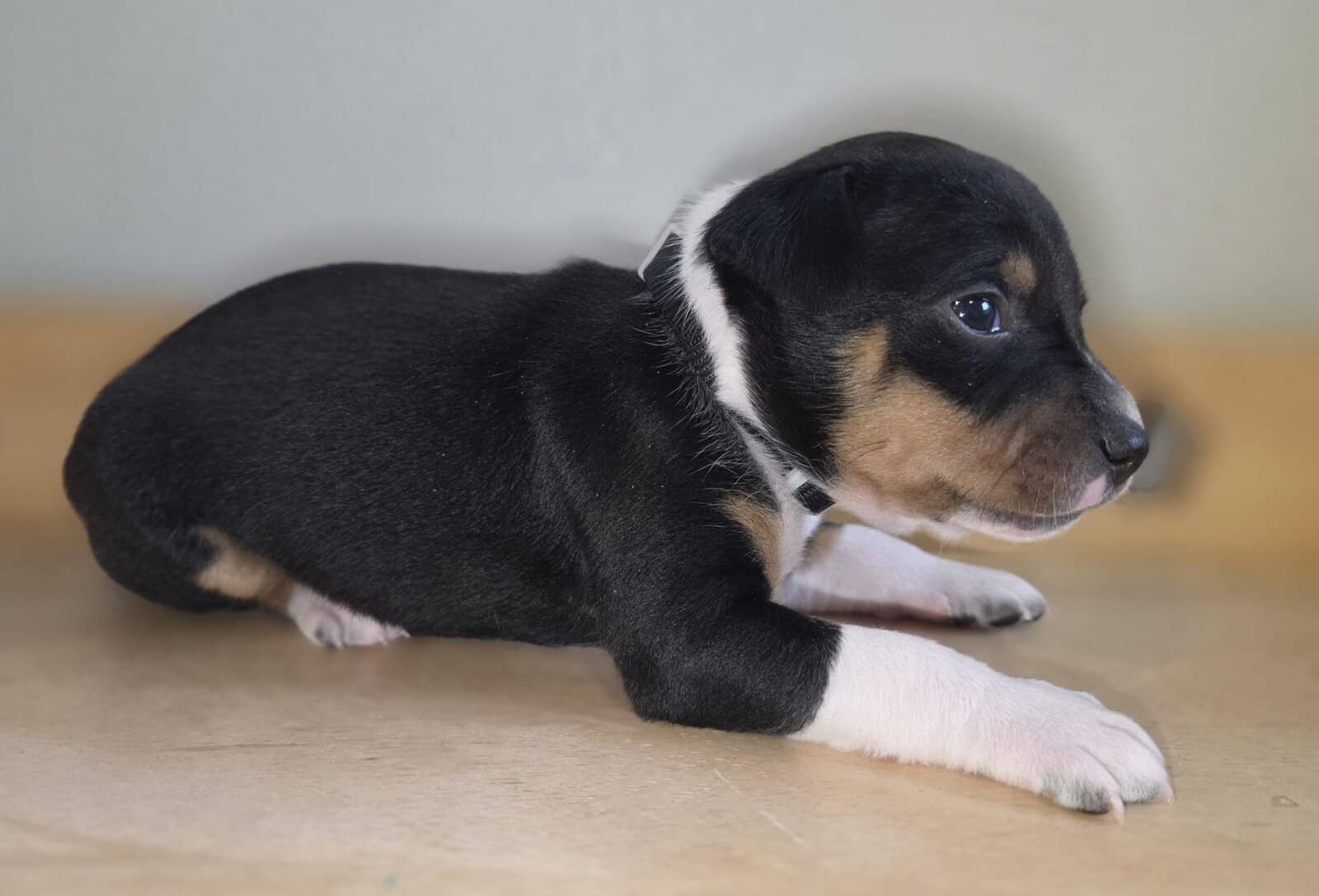 Rat Terrier Puppies image 4