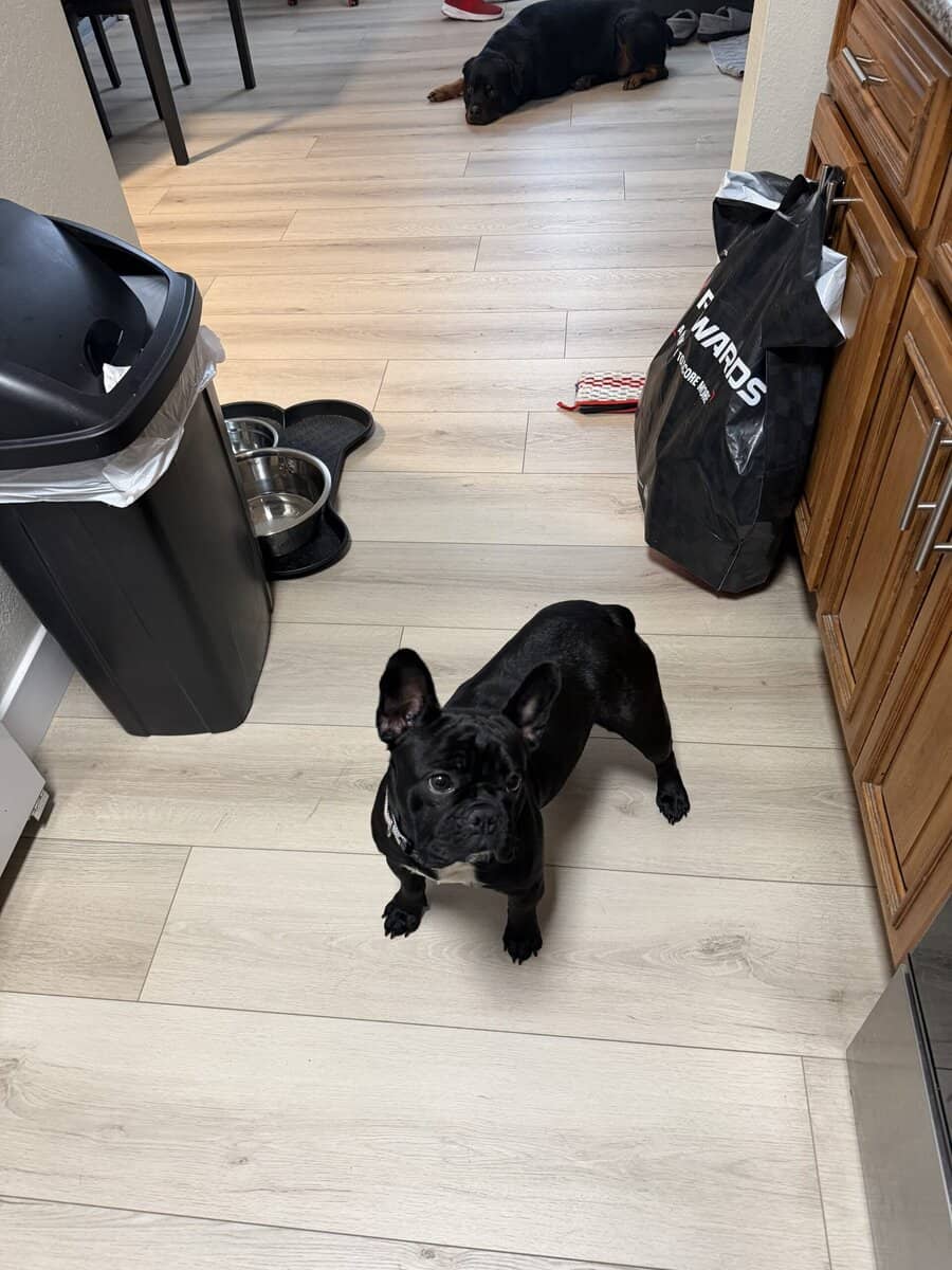 French bulldog image 5