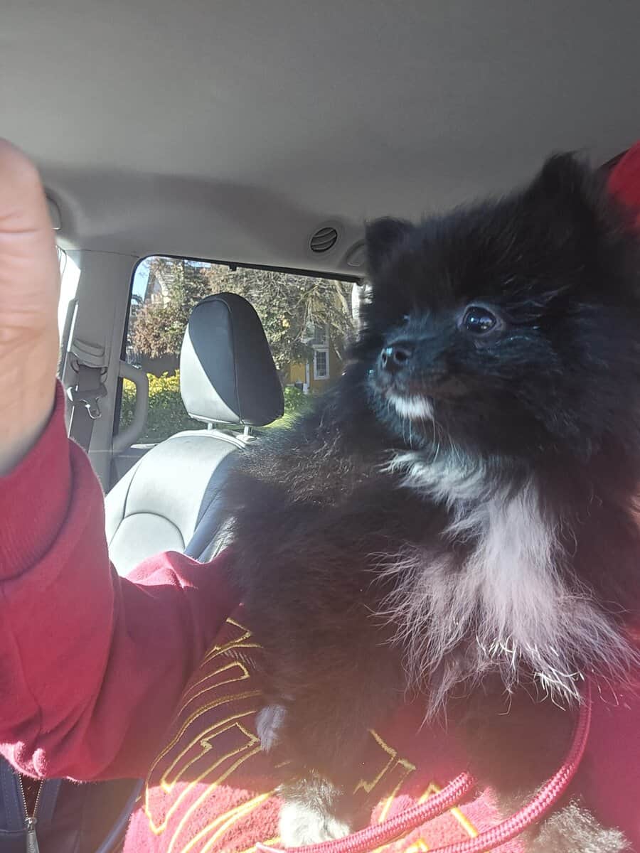 Pomeranians Ready image 1