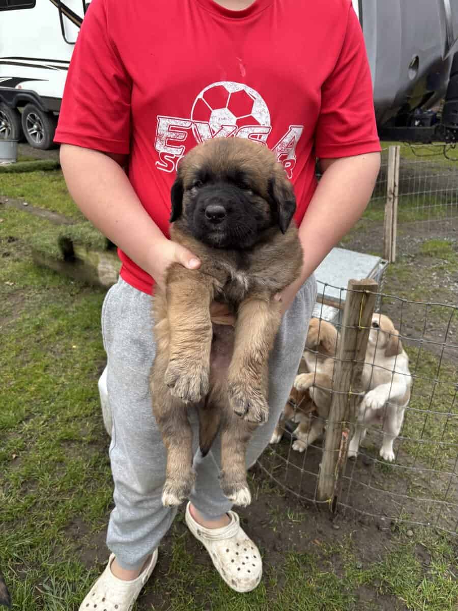 Puppies (large breed) image 7