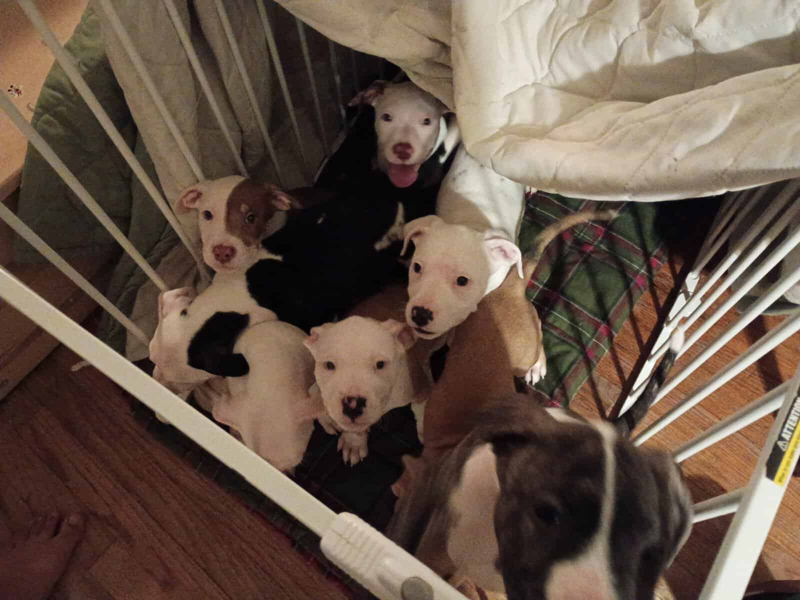 adorable pit bull puppies image 1