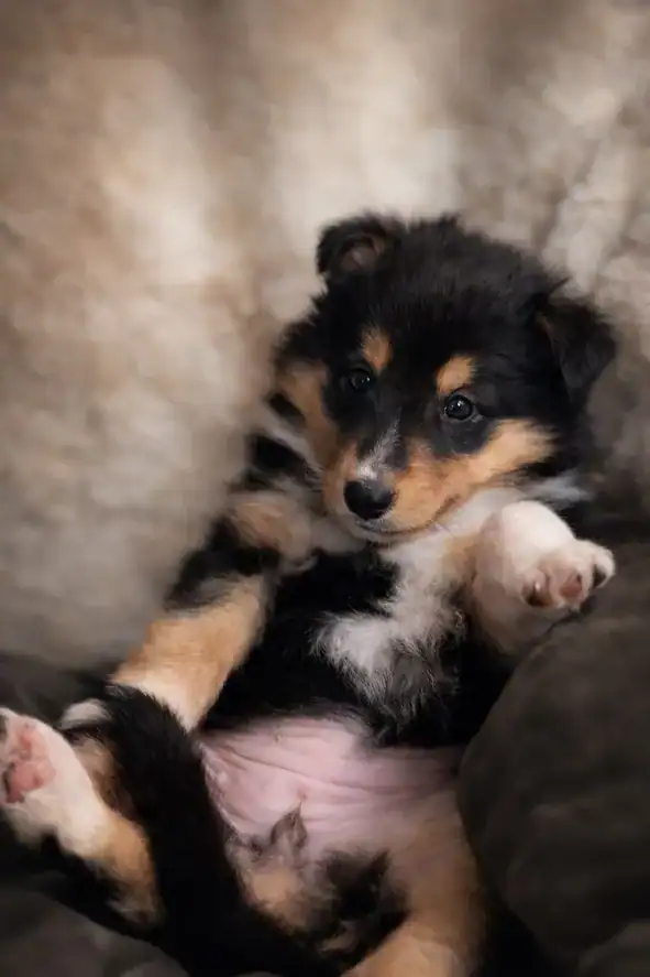 Pure bred rough collie pups image 3