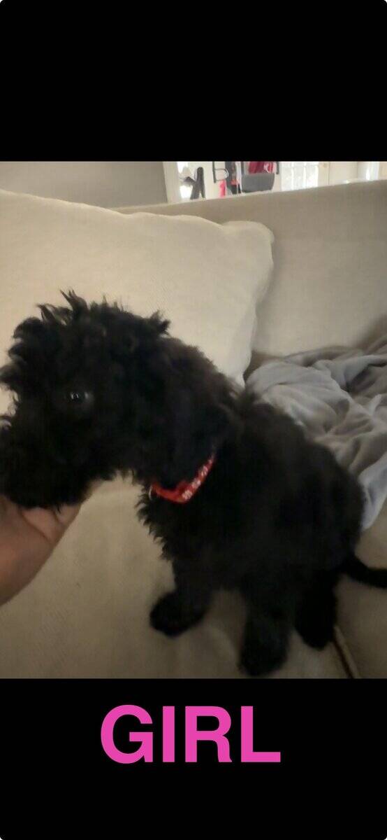 Goldendoodles F1B Hypoallergenic image 10
