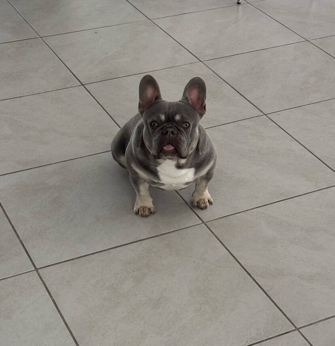 Frenchie needs a home image 3