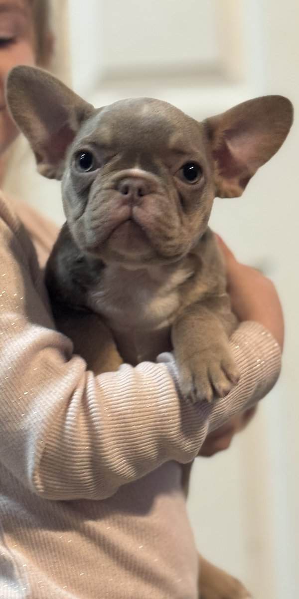 Frenchie image 1