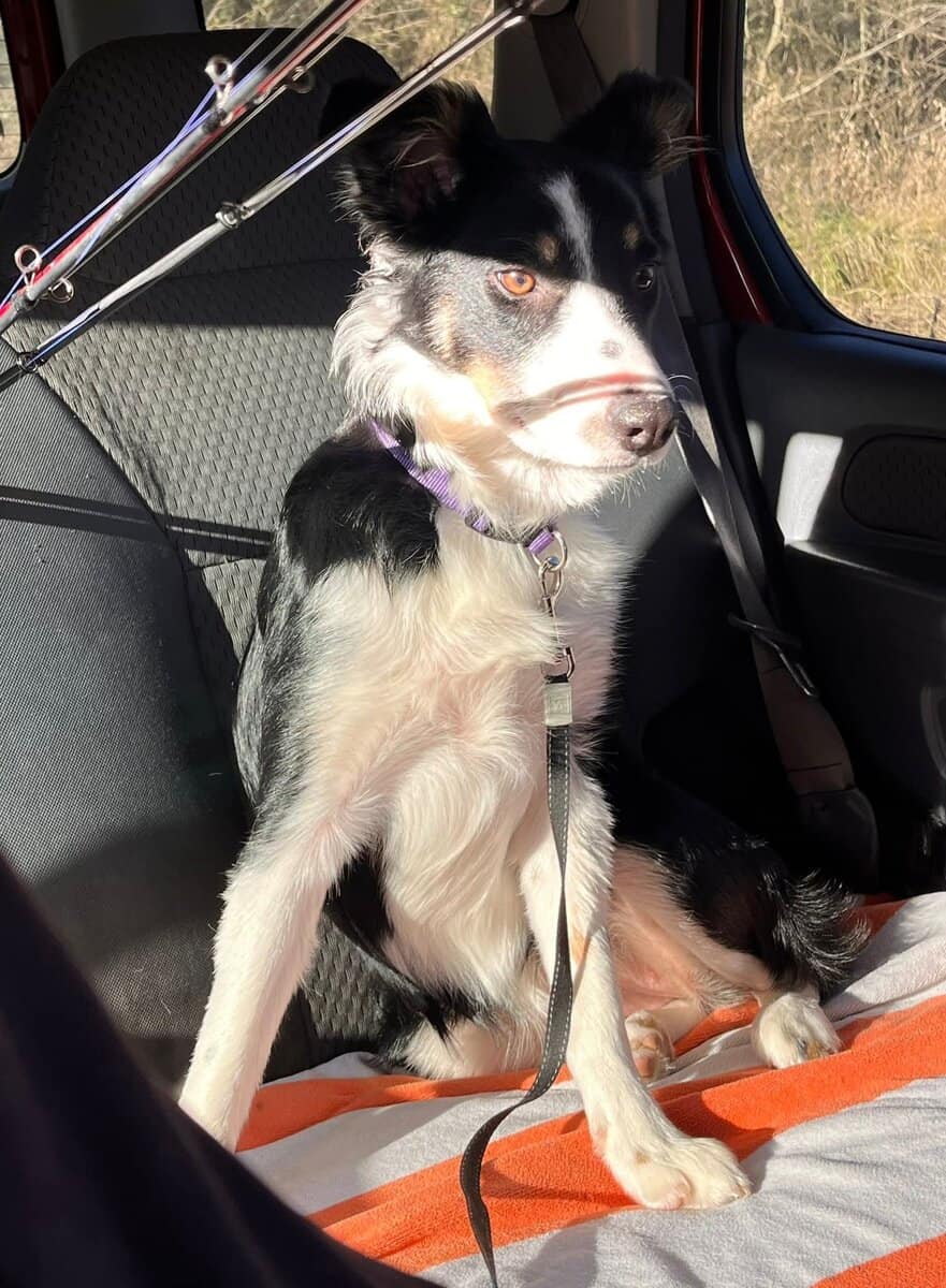 Female border collie mix 8 months old Free image 4