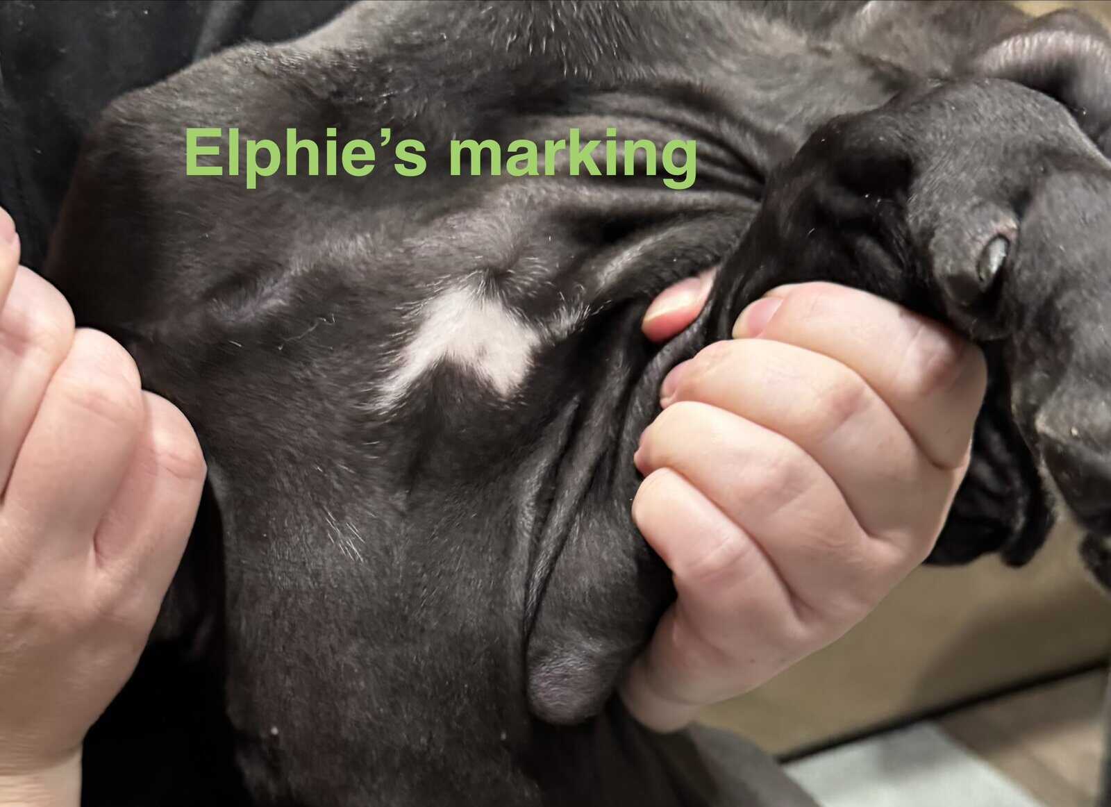 10 week old Great Dane pup image 3