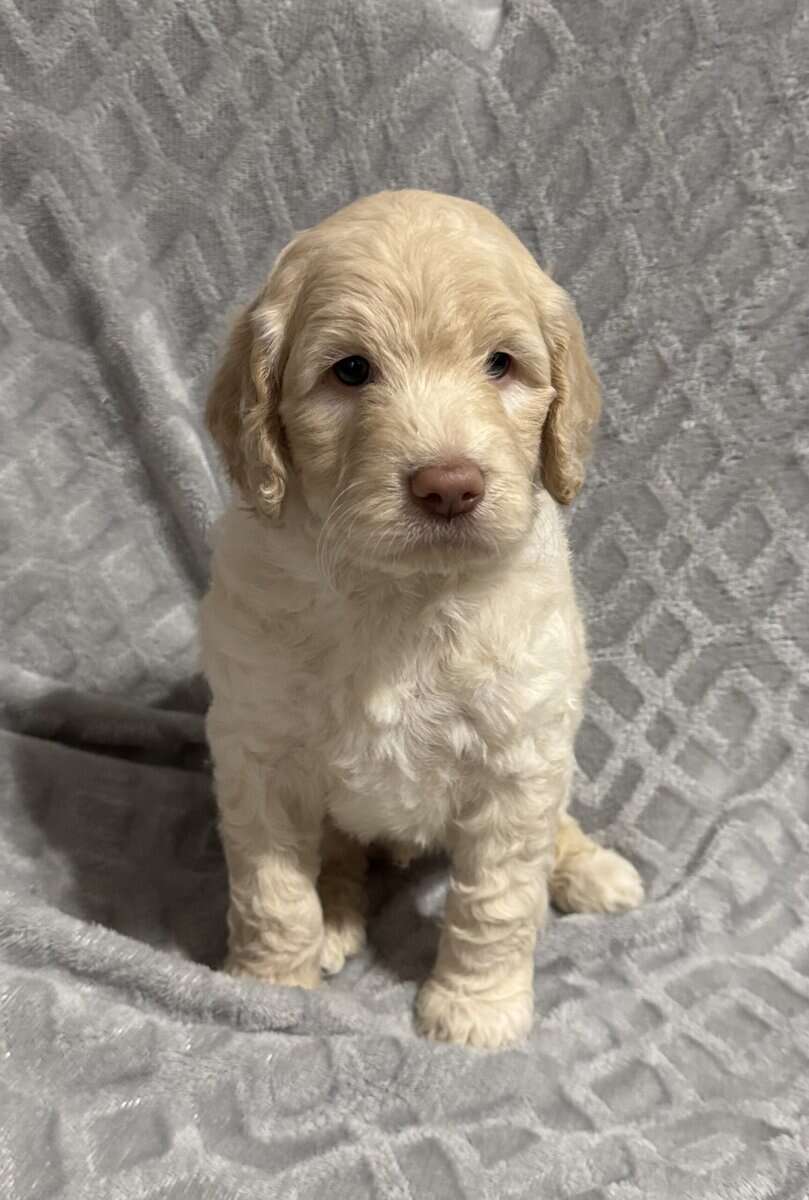 Golden Doodle Puppies image 5