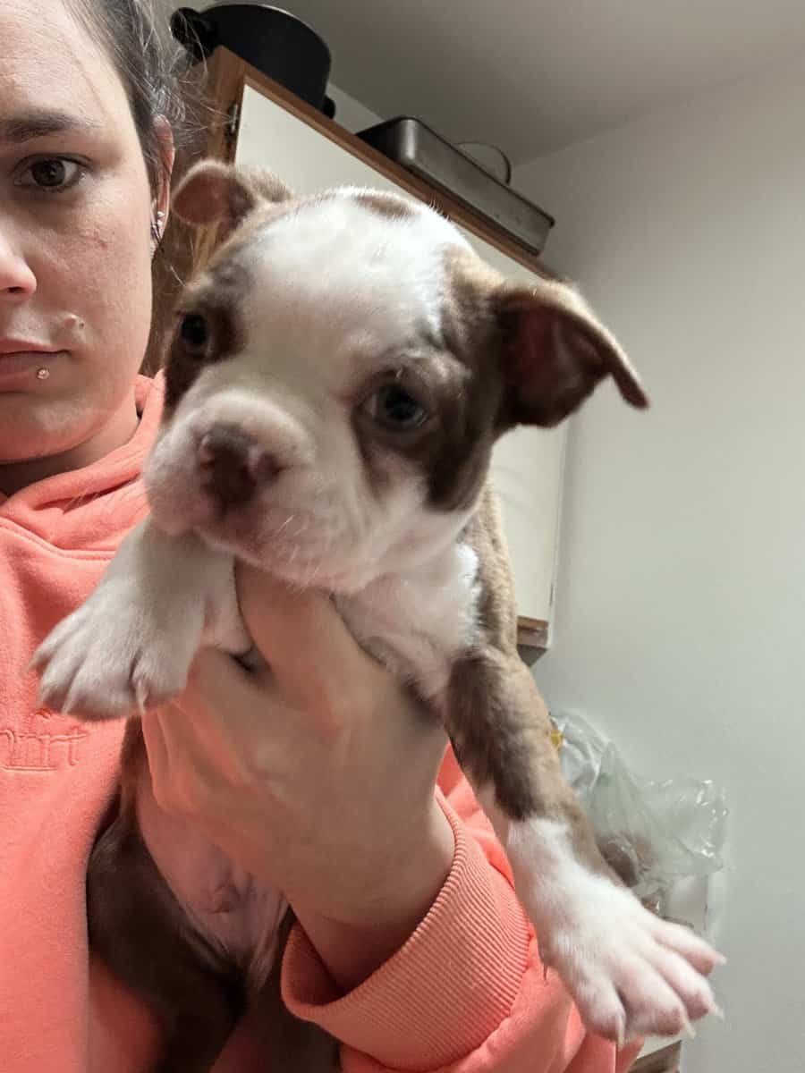 Boston terrier puppies image 3