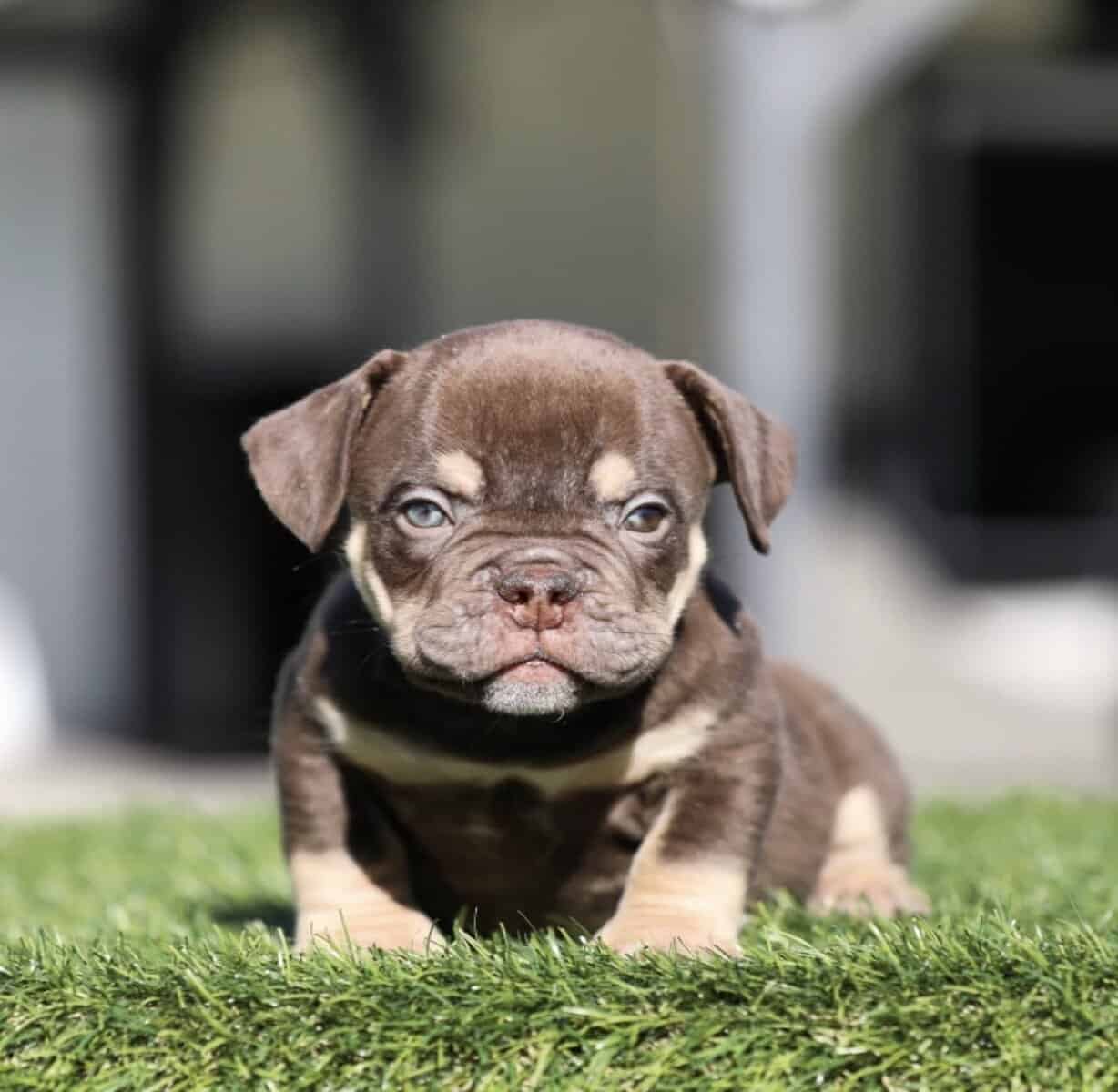 American Bully image 1