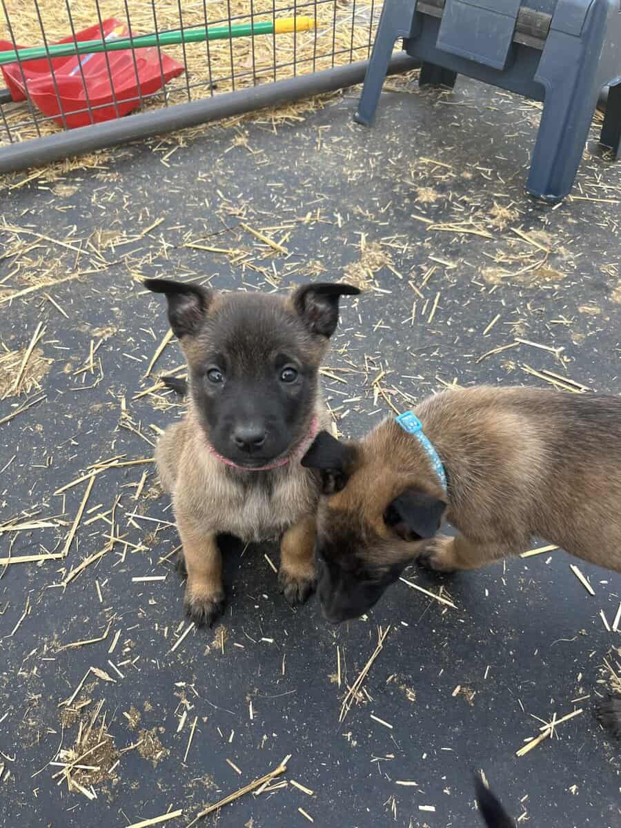 Belgian Shepherd puppies 🐶 image 5
